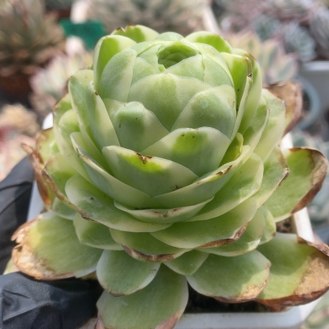 011鸡蛋玫瑰锦锦锦锦