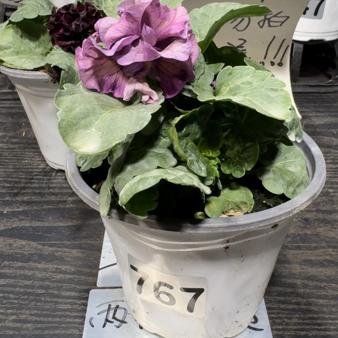 全部花朵767号洛可可