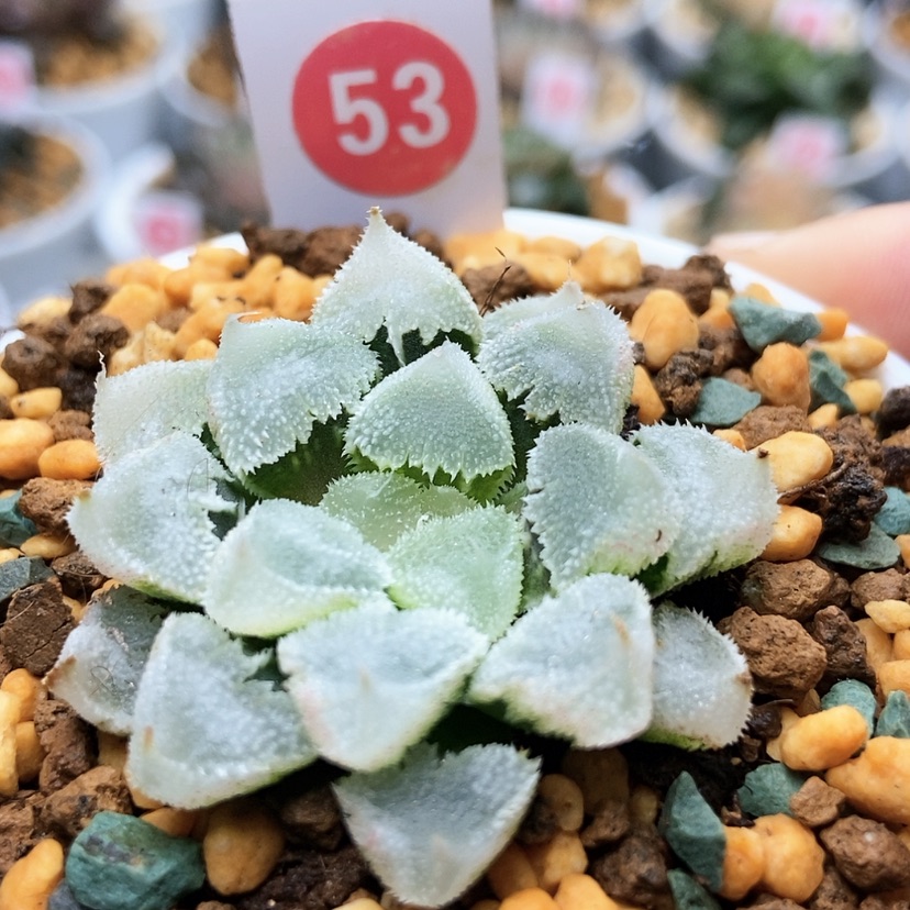 【闪购商品】53全窗白帝城
