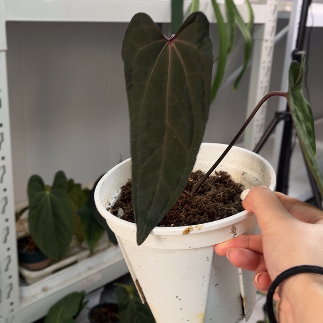 无花朵桃鸡（5780）