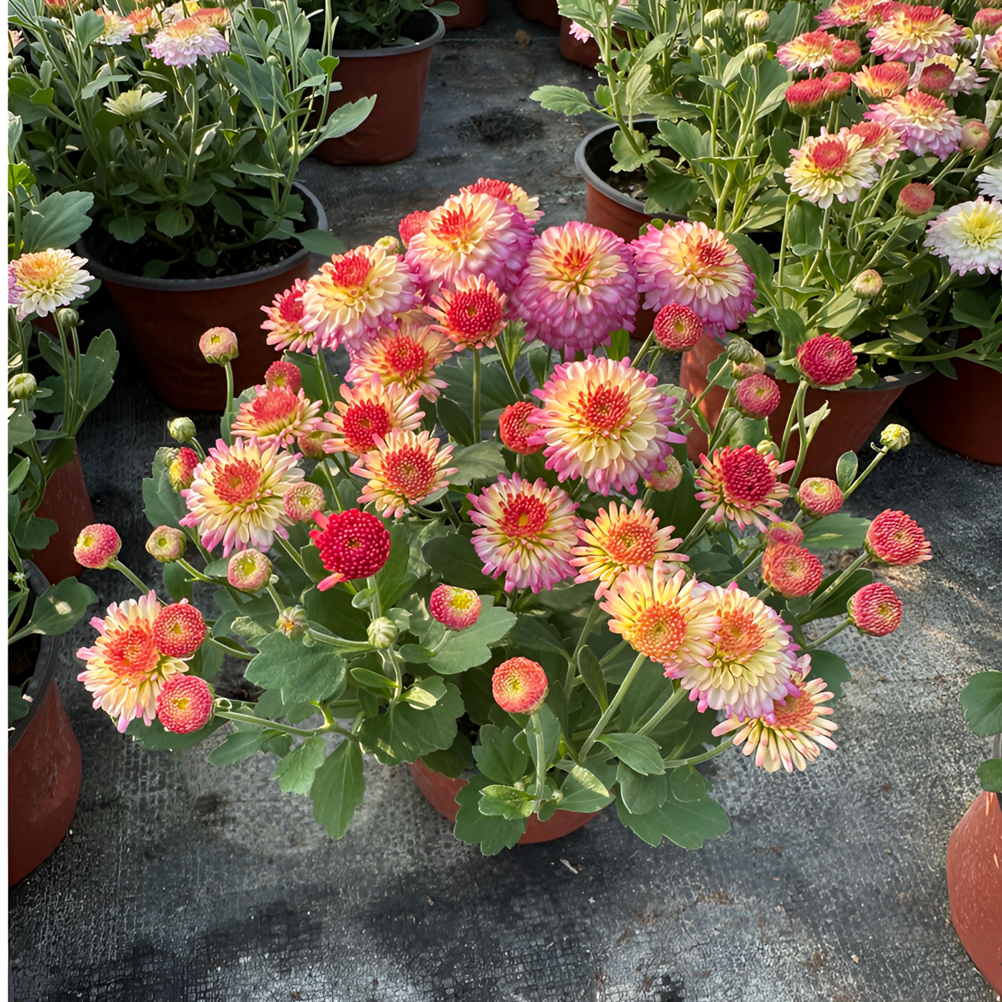 【两盆起发货】球菊 猫眼粉奶油   12cm口径小盆苗  剪盆口原土发货