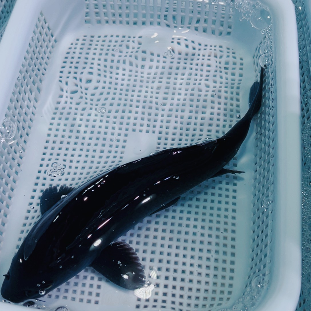 锦鲤锦鲤冷水鱼观赏106