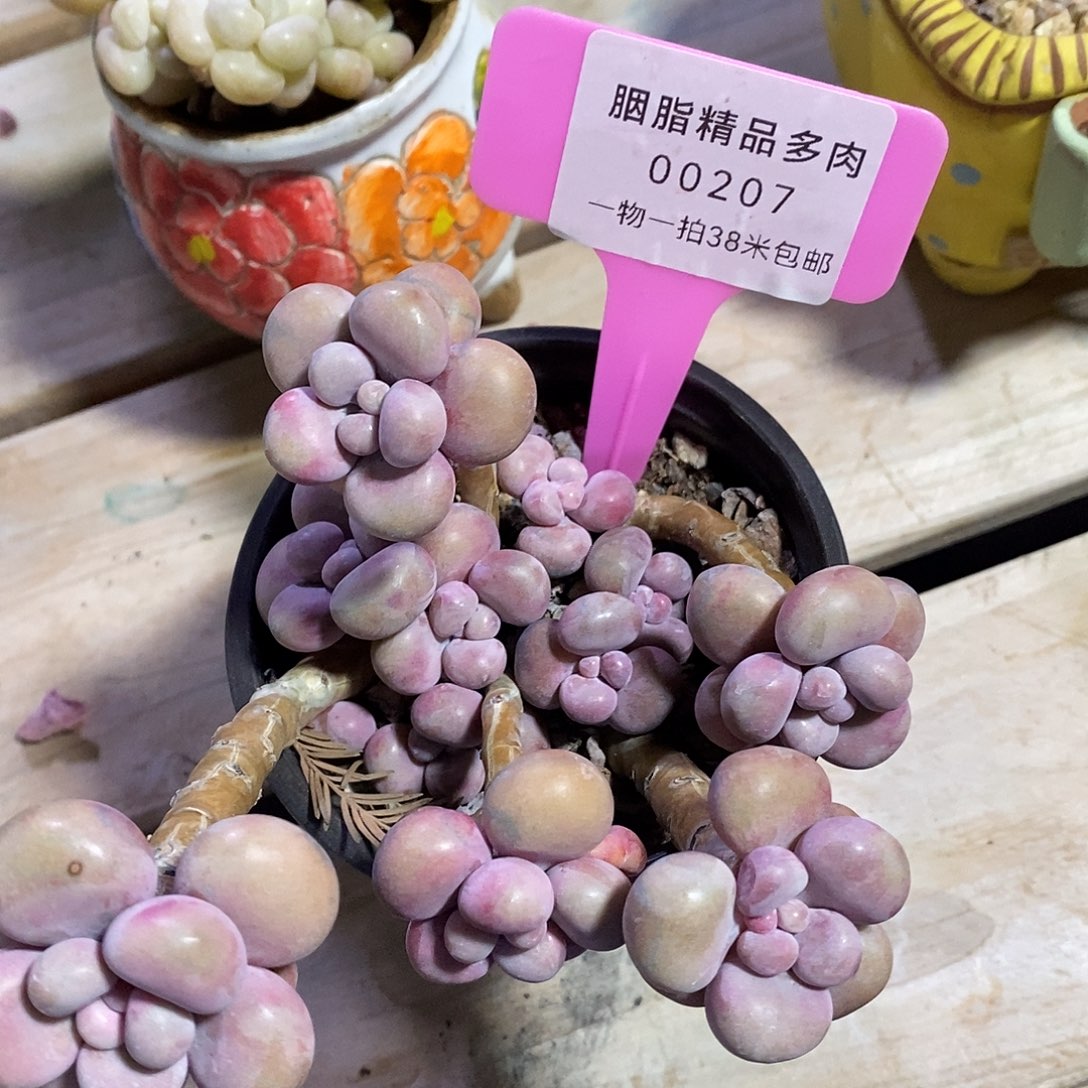 00207号咯我看咯哦组