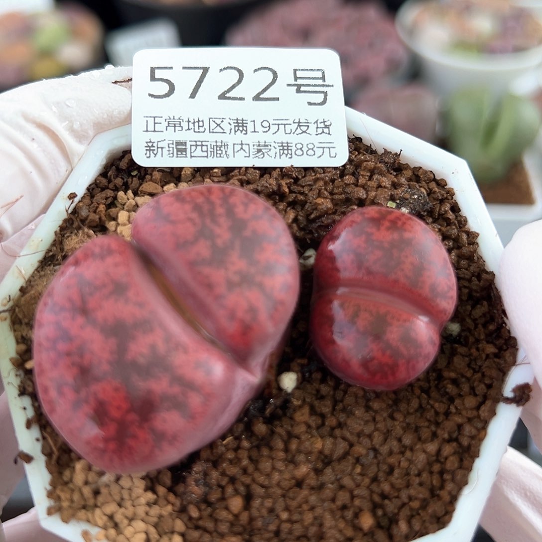 5722 好养易混生石花大母本