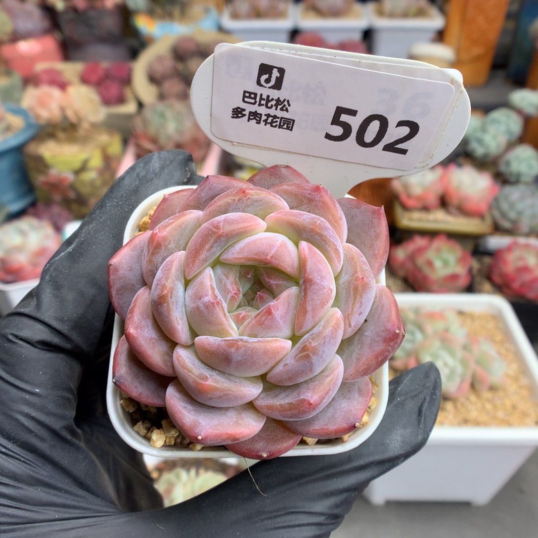 502 巧克力冰魄多肉