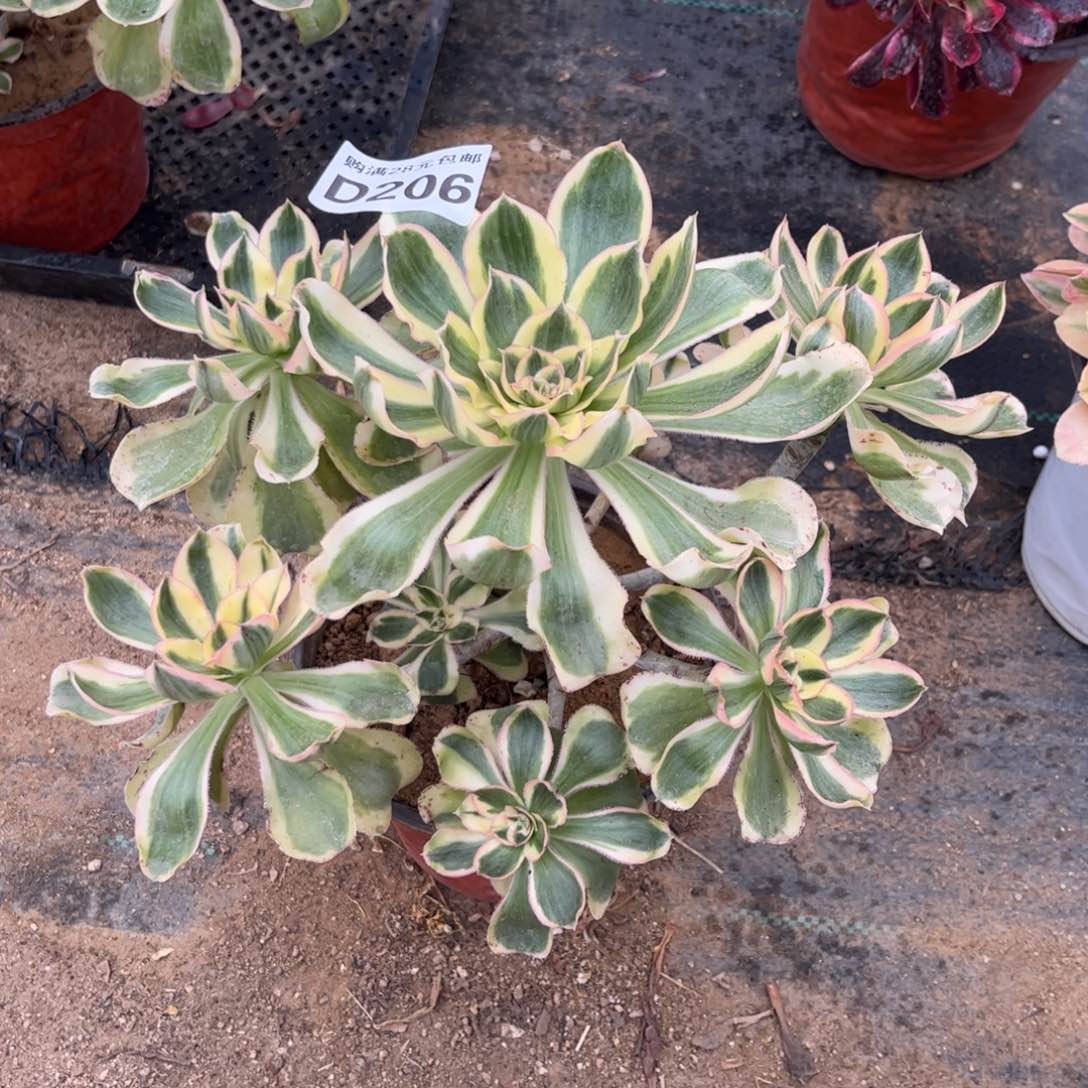 206多肉植物艳姿锦
