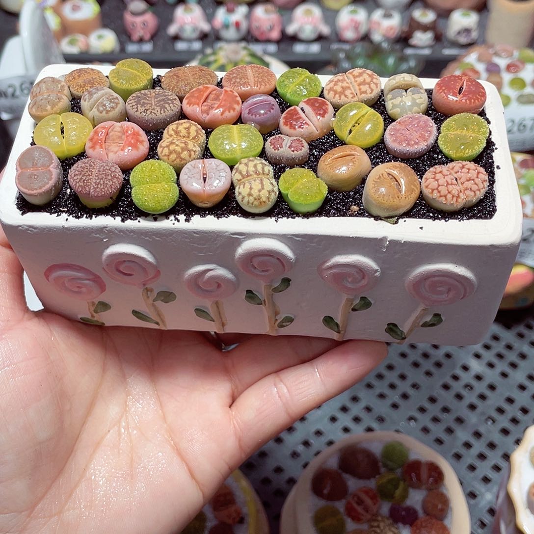 w2691 带盆土发货-零下地区拍保温箱