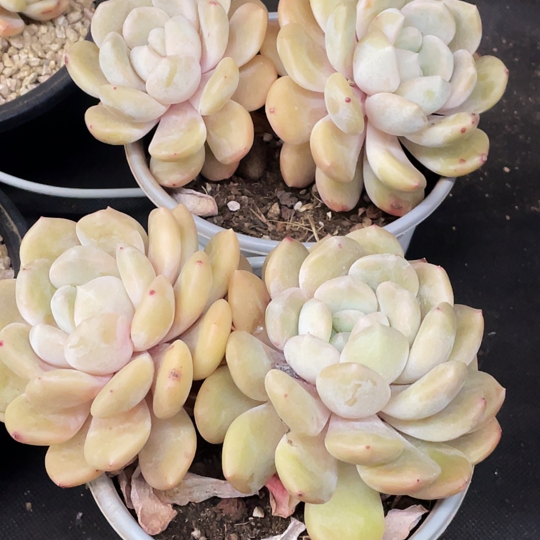 整桩无砍双头冰橙一颗