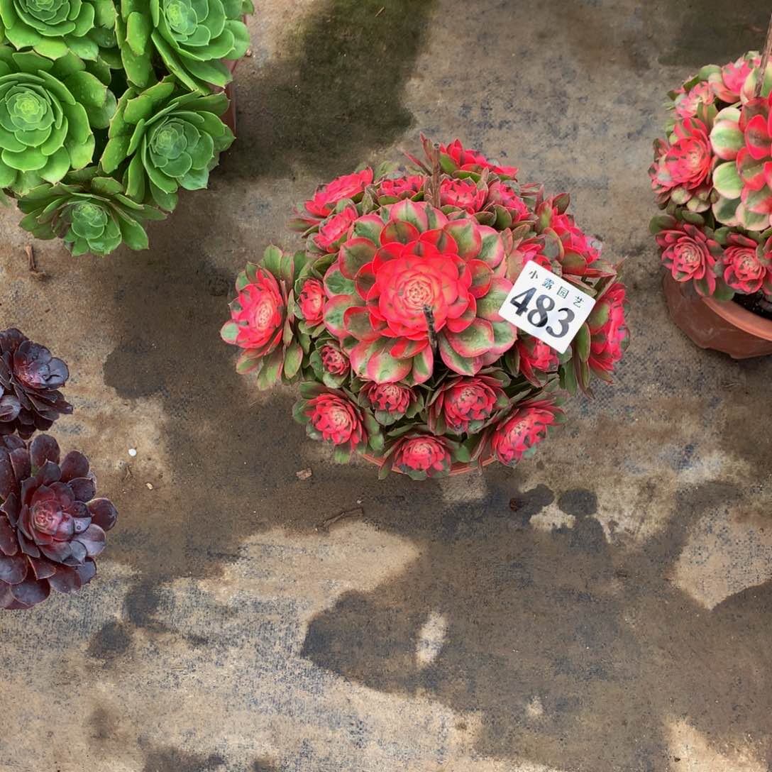 猪****6多肉植物483荔枝88888