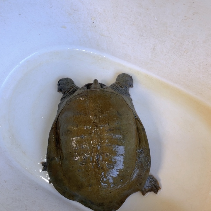 榴***汁中国大陆福利鱼包活不退换