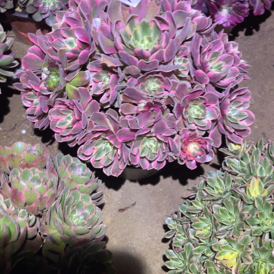 12-12-22女妖法师锦