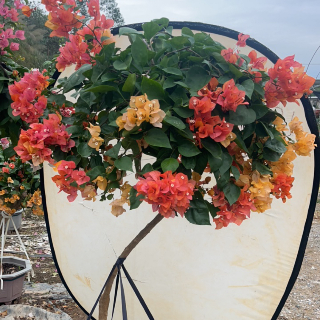 基地专用营养鸭肥，催化功效，适合各个品种4斤