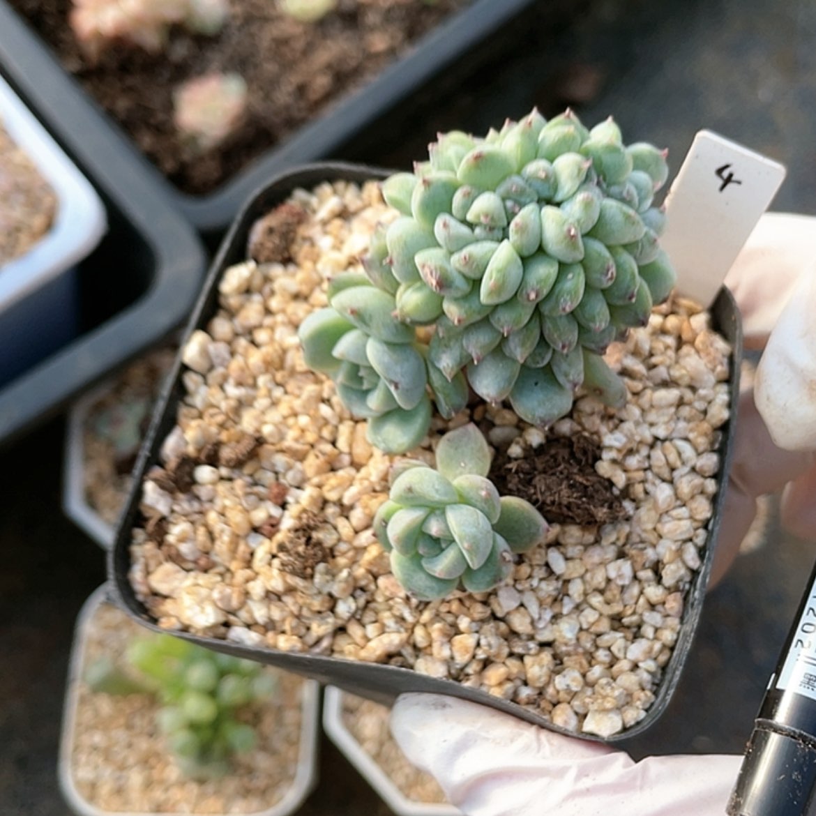 【闪购商品】糖心缀