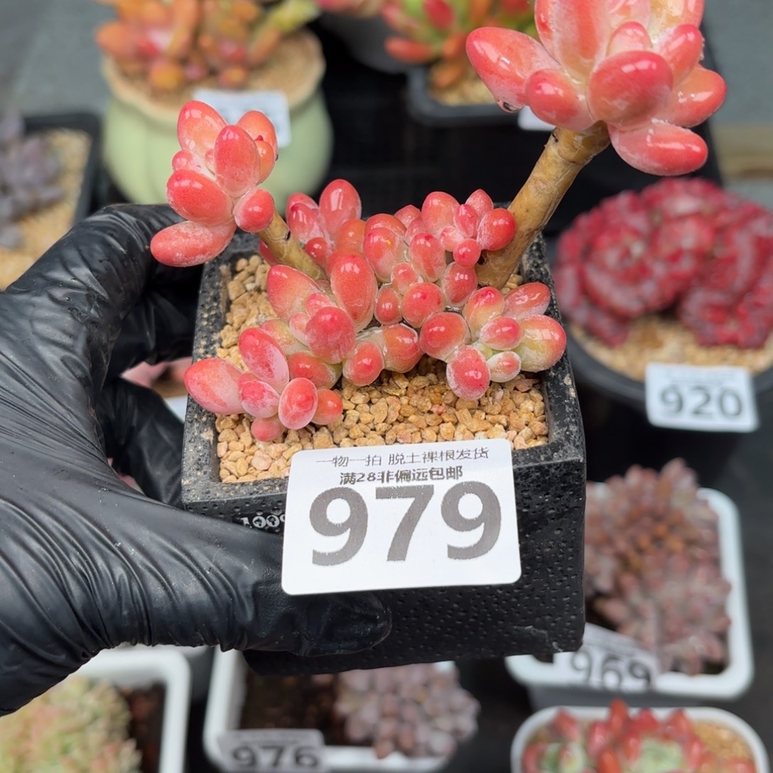 樱花奶整群无盆土发货