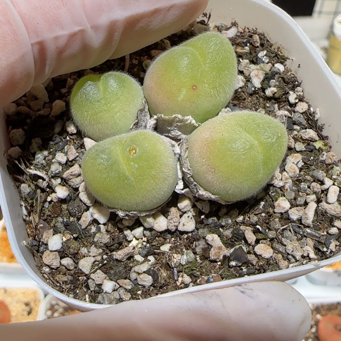 这***比肉锥多肉植物百科1-1518