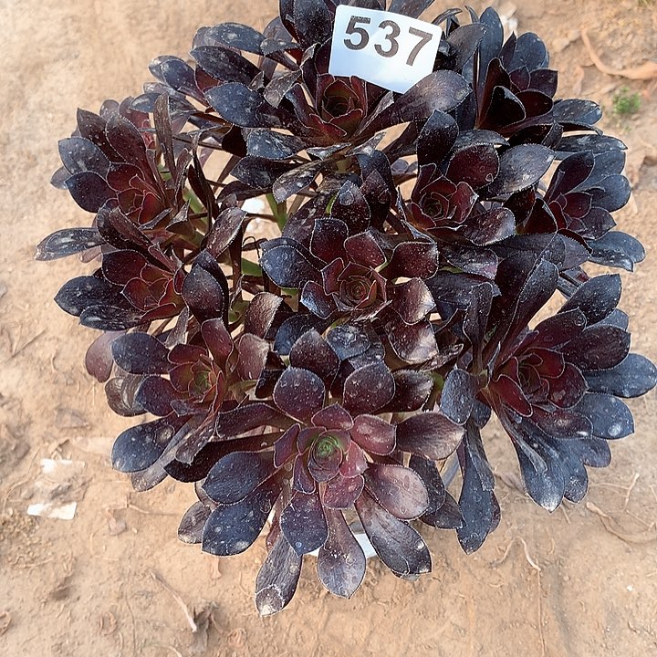 537厚圆叶绣球1棚
