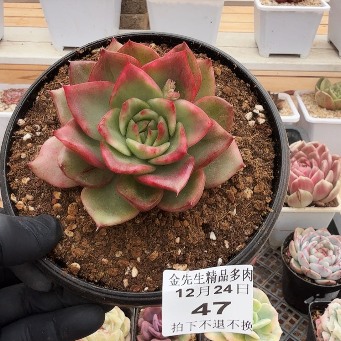 1224-47野马锦单头