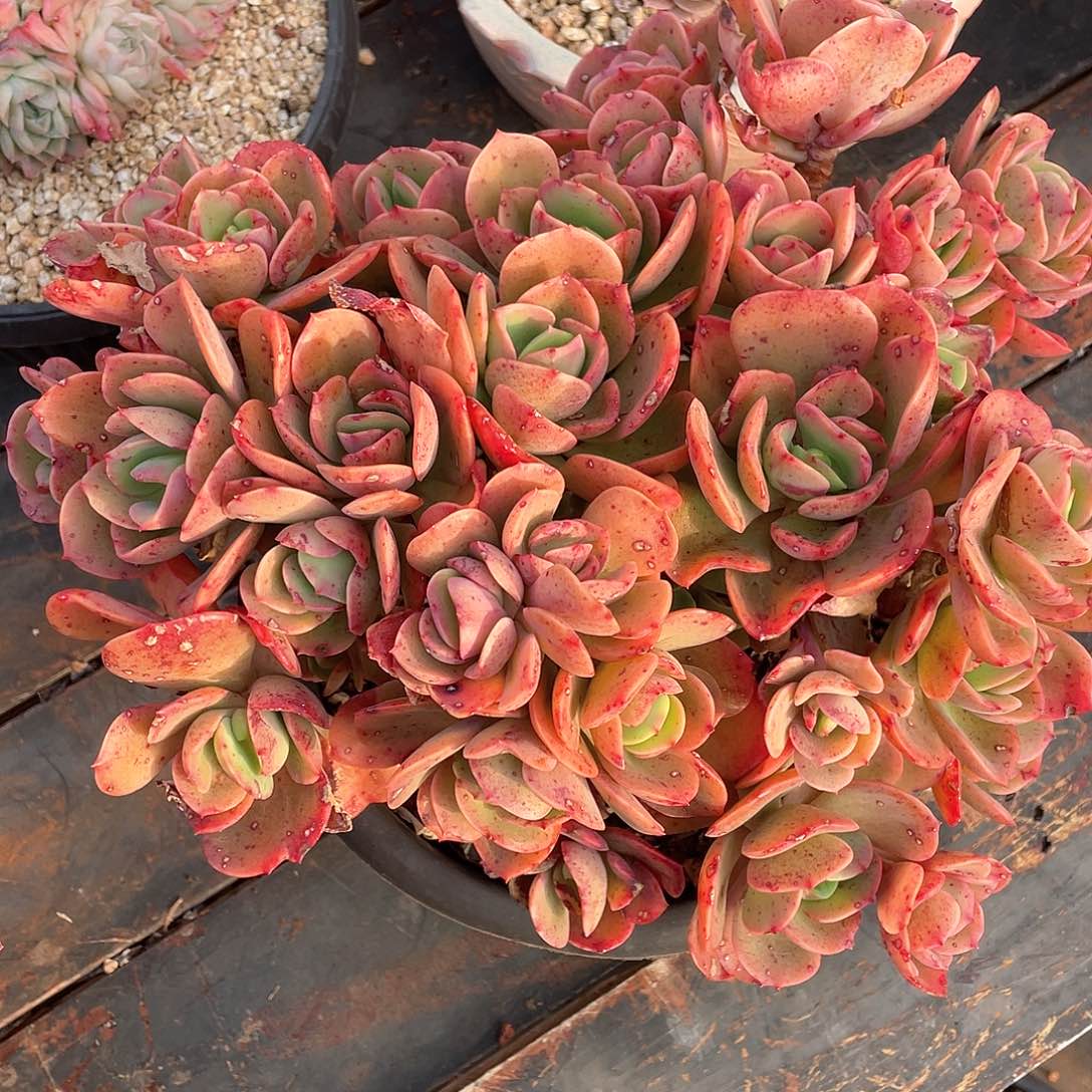 璇*多肉植物一物一拍