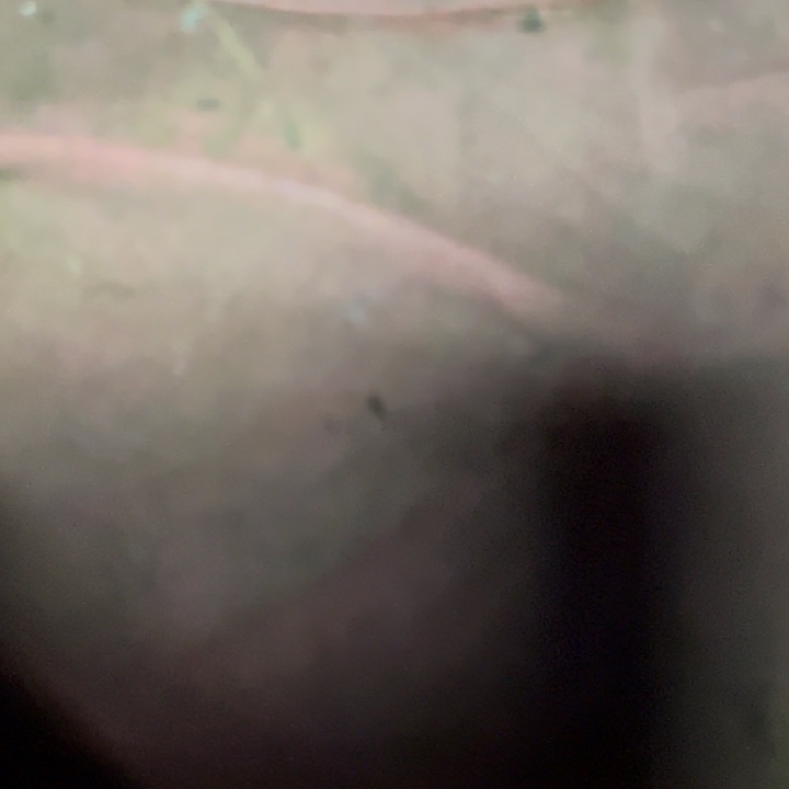 B***G050叶片一拖三嫁接用，带保温