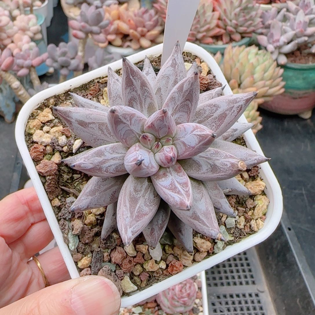 多肉植物8251……………..