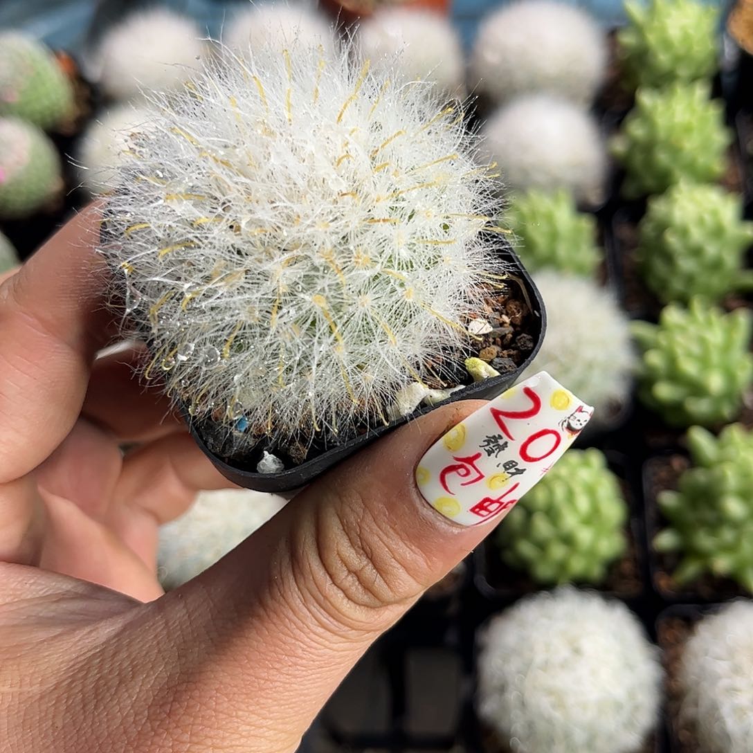 丽光殿单头发货有根