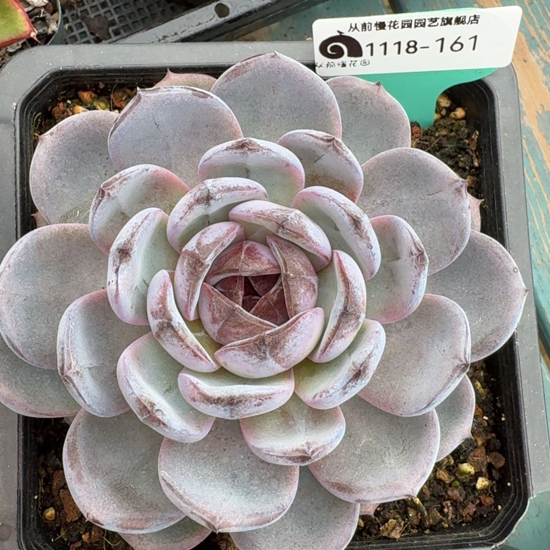 从前慢花园多肉编号1118-161