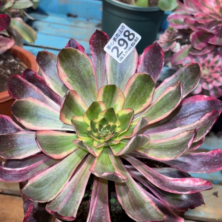 298红魔女掌心多肉法师锦不包侧枝断枝的