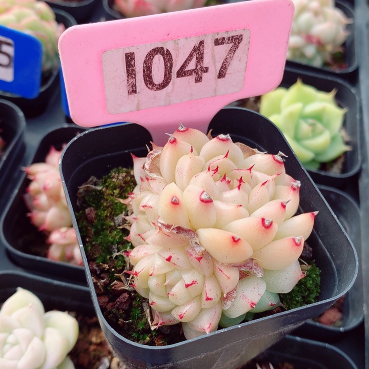 麦秆5cm不包整群