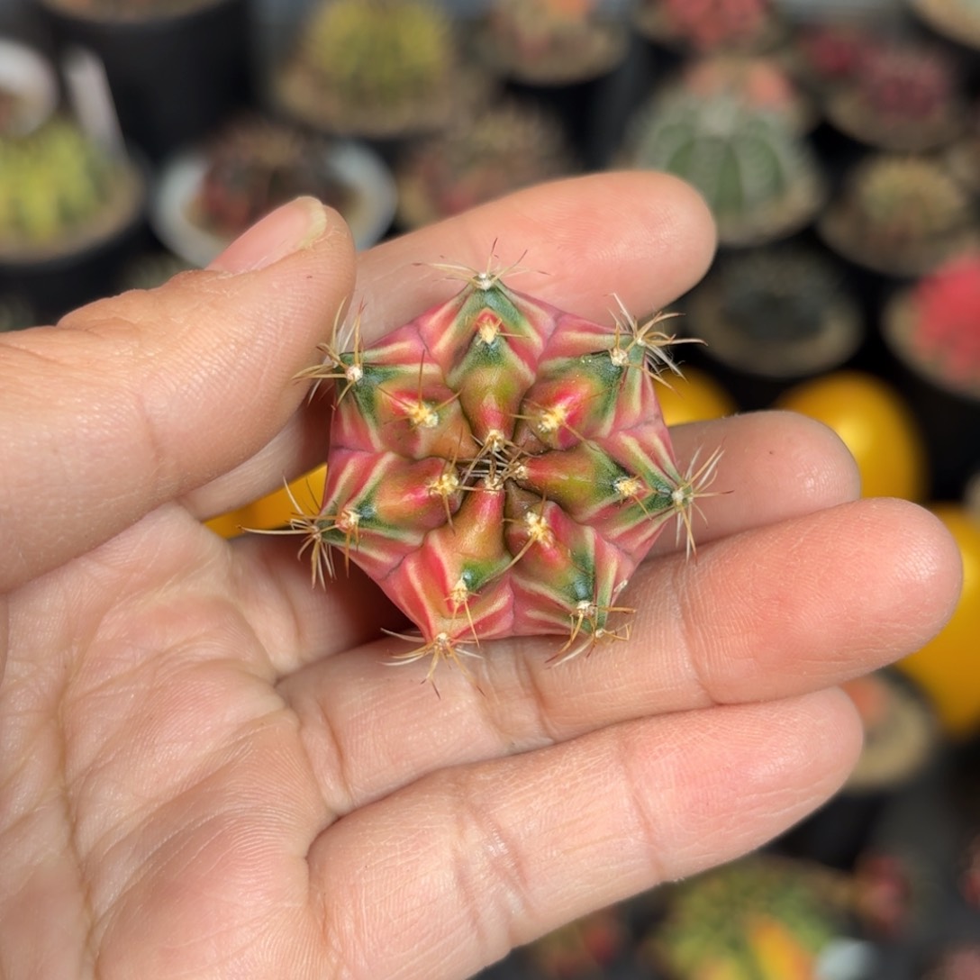 泰泰实生米哈仙人球66号