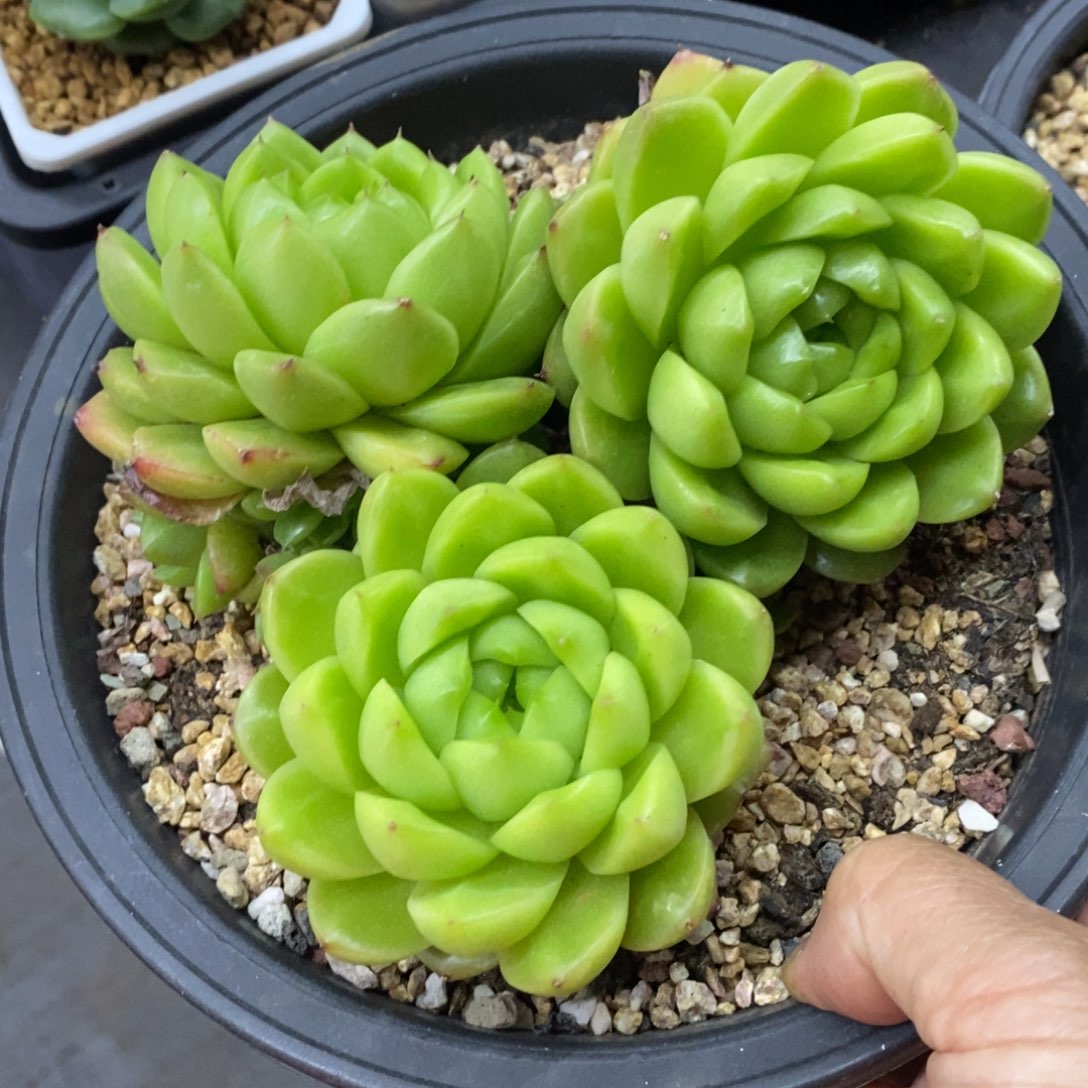 精品多肉一物一拍不包整37