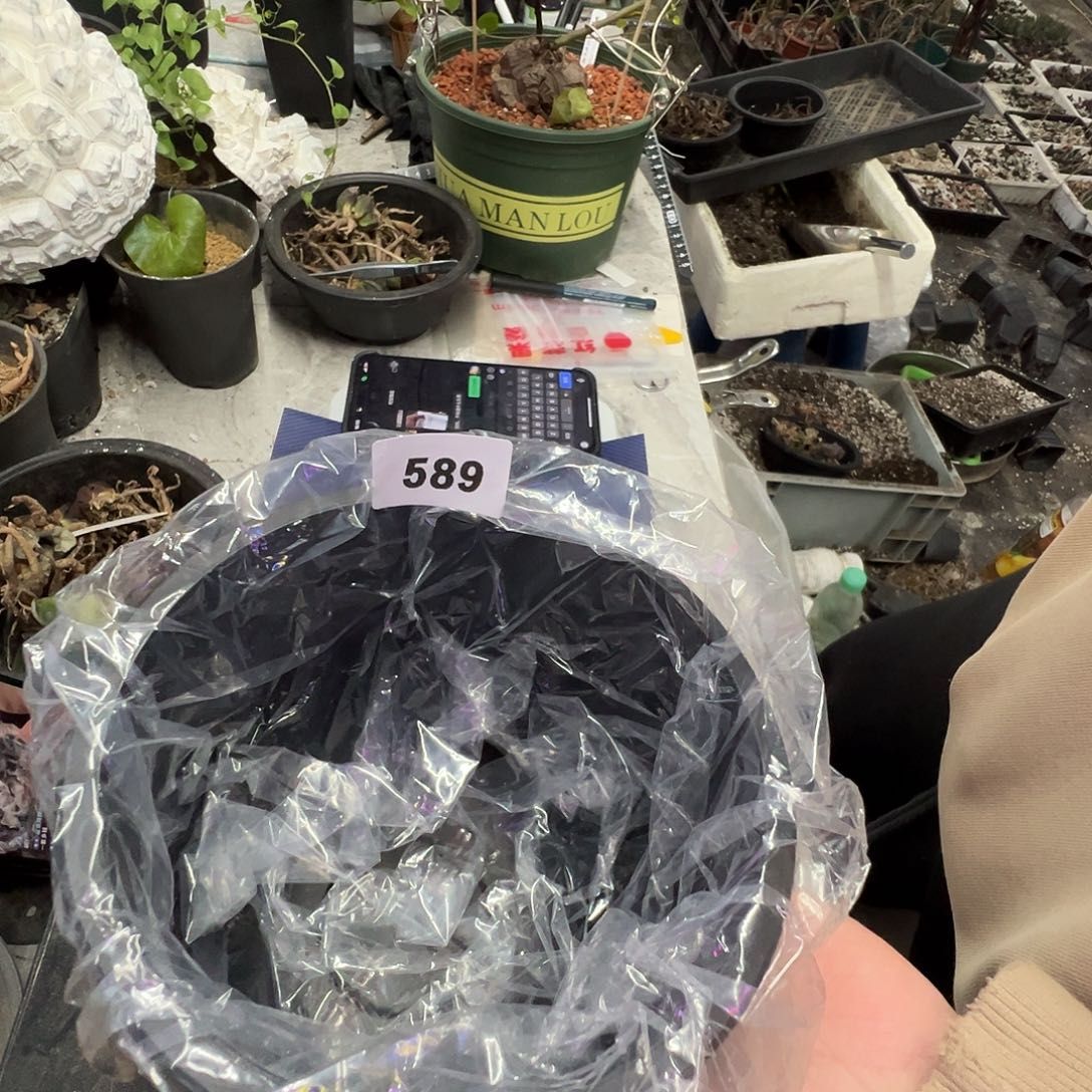 多肉植物专拍植物不退换 一物一拍 589