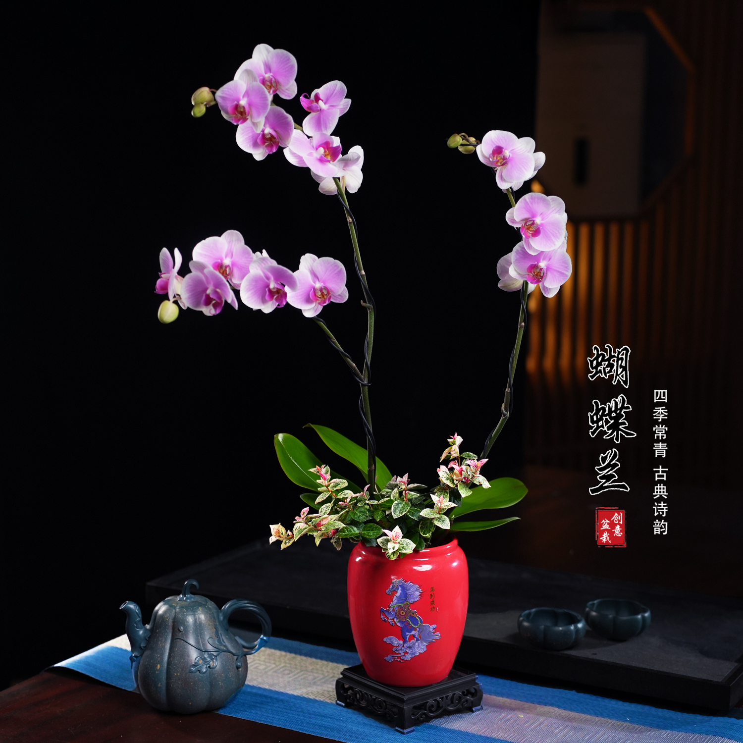 粉钻蝴蝶兰盆栽四季常青花卉茶桌面净化空气花办公室内绿植