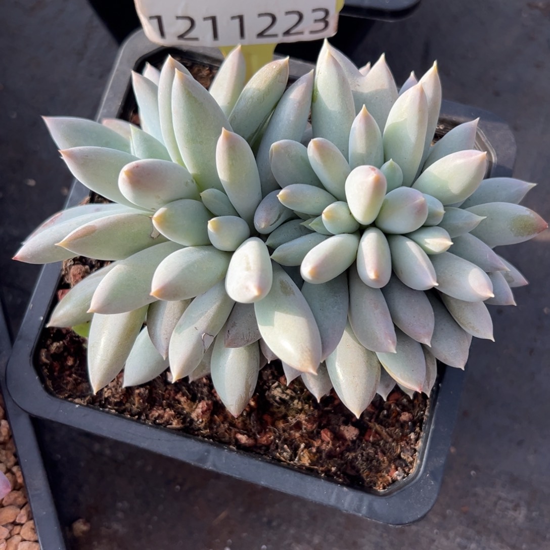 1211223 焦糖体哥特萝莉朵朵缀