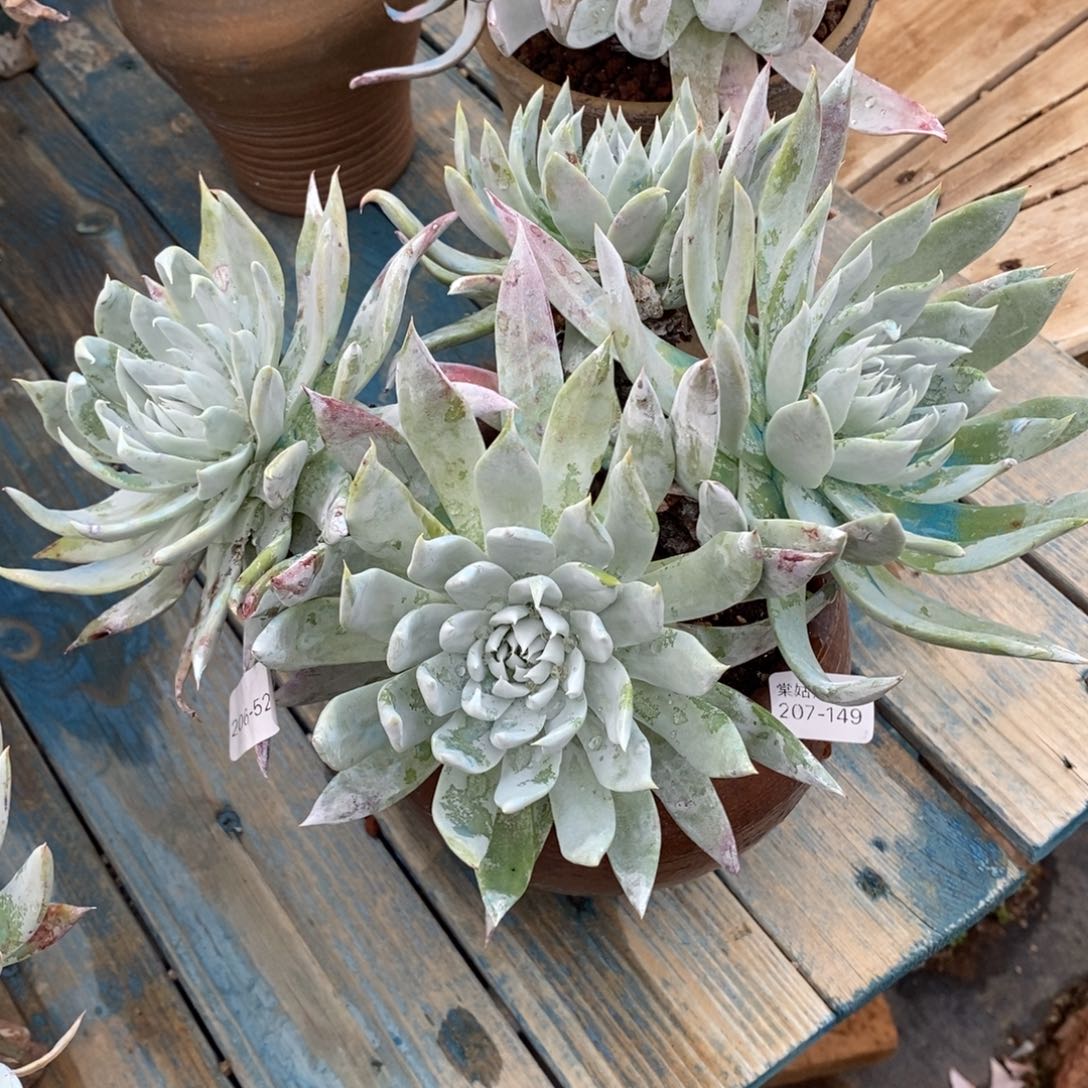 149号牡丹叶大群粗腿