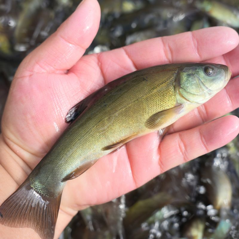 【活体】优质丁桂鱼丁须岁鱼宠物观赏鱼淡水鱼渔场直发