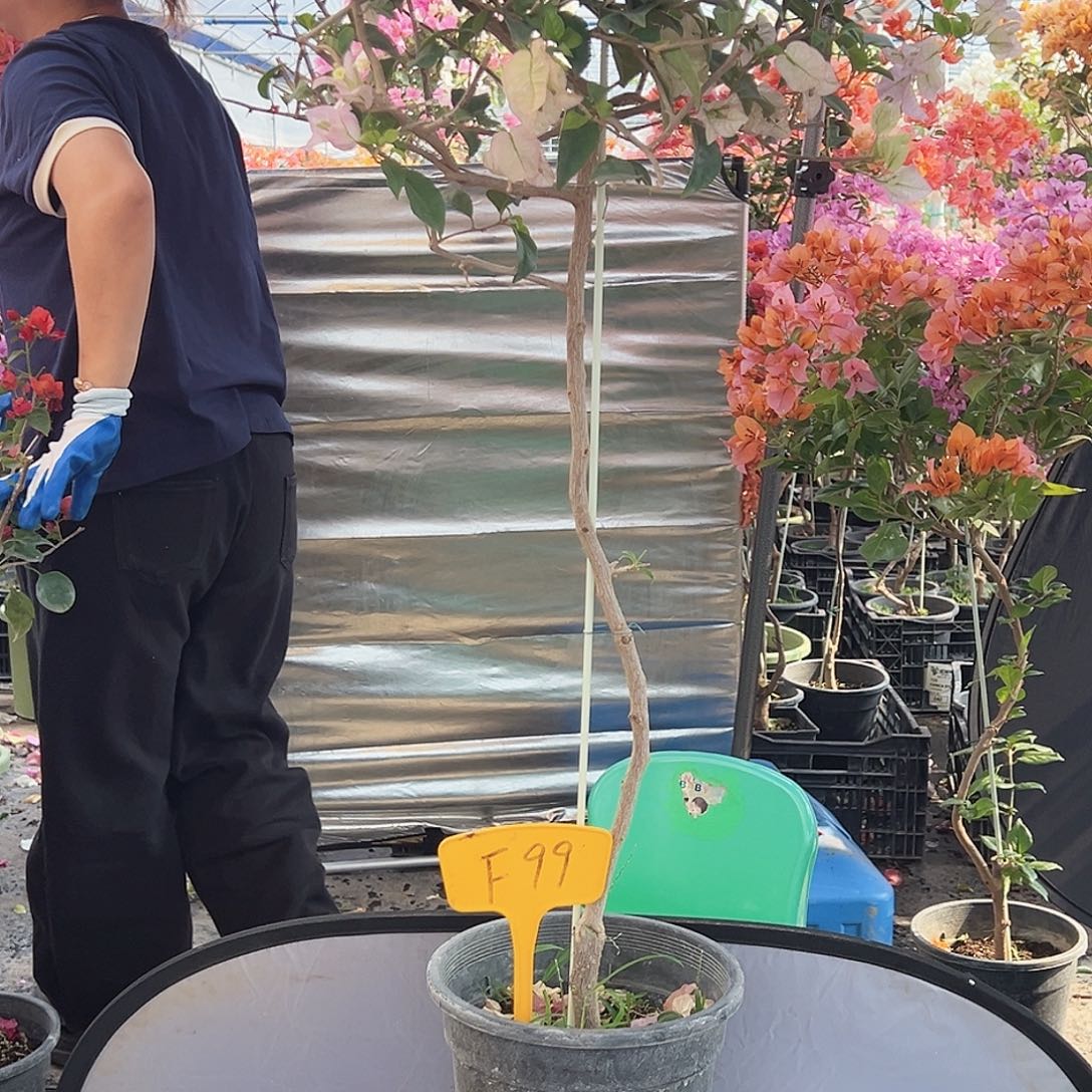 花***夏大部分花苞少量开放F99丽娜