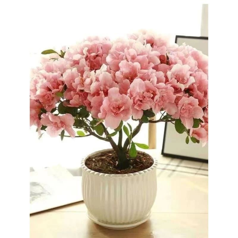 杜鹃花四季开花盆栽室内杜鹃带花苞