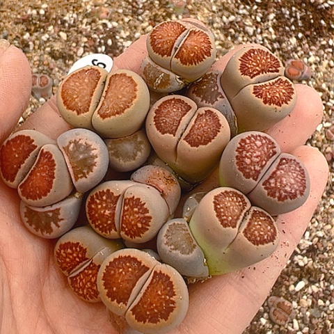 21536团团圆圆呀呀