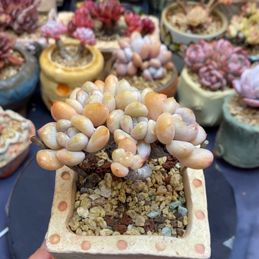 【闪购商品】奥橙朵朵