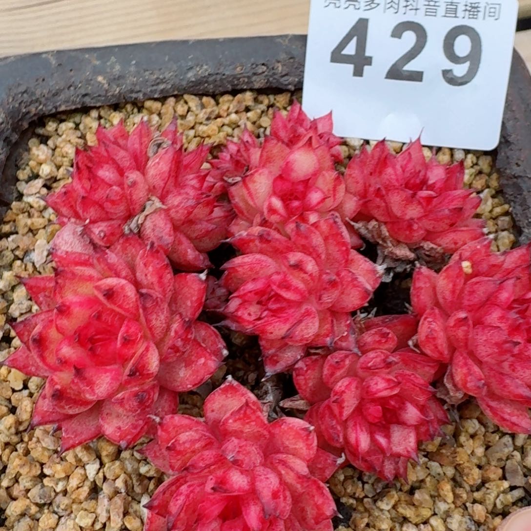 流星雨群生         精品多肉