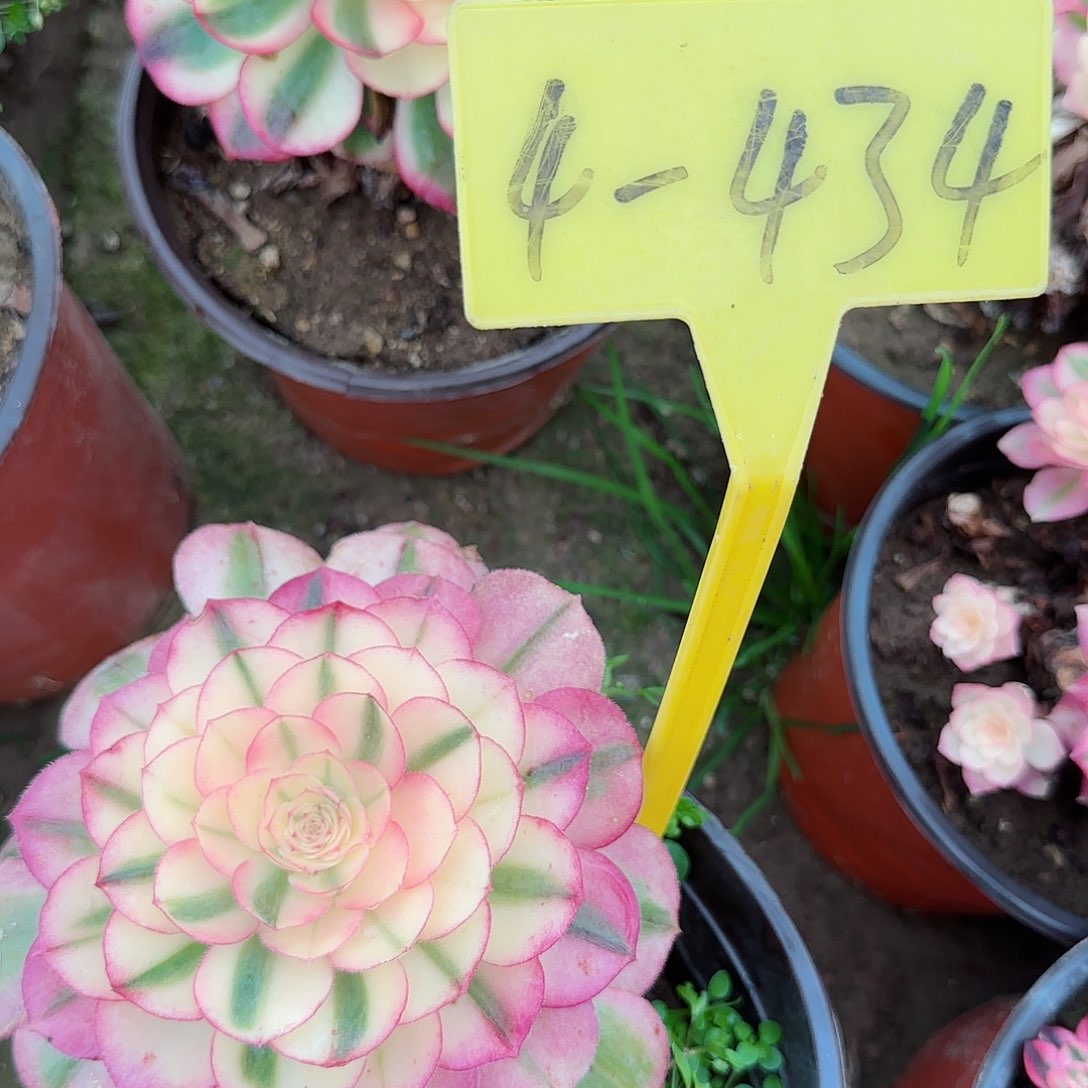 4-434+++多头多肉植物