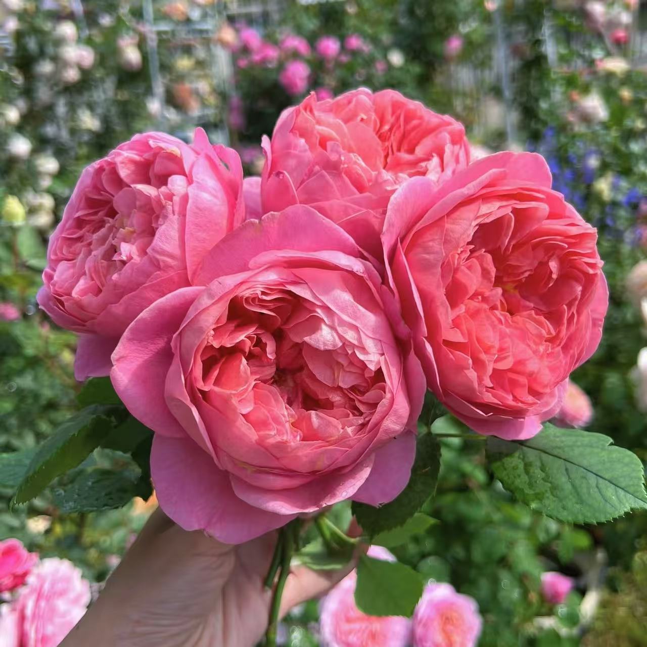 扦插中苗土球发【博斯克贝尔】花型杯状，香味浓郁，鲑鱼粉色