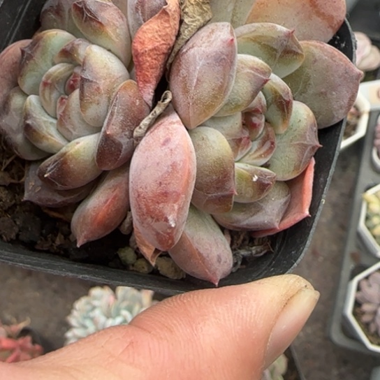 230红恋多肉植物多