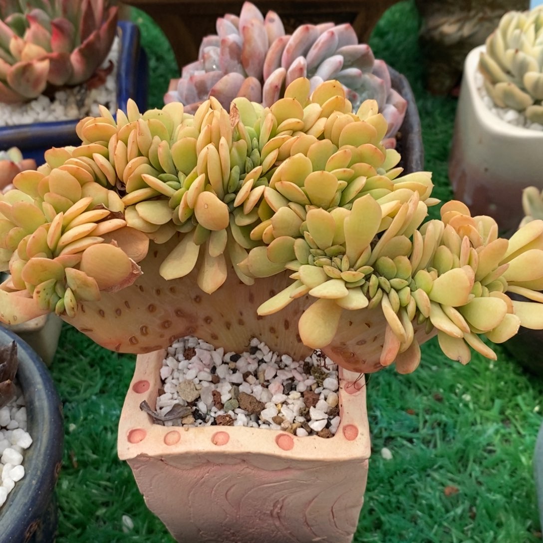 柠檬玫瑰缀化多肉植物盆栽