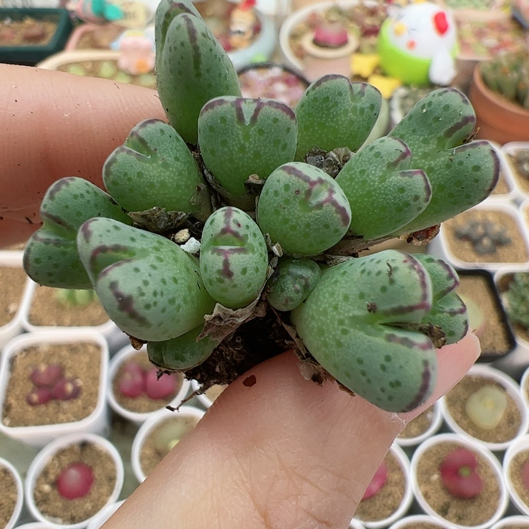 【闪购商品】143 圣诞福利