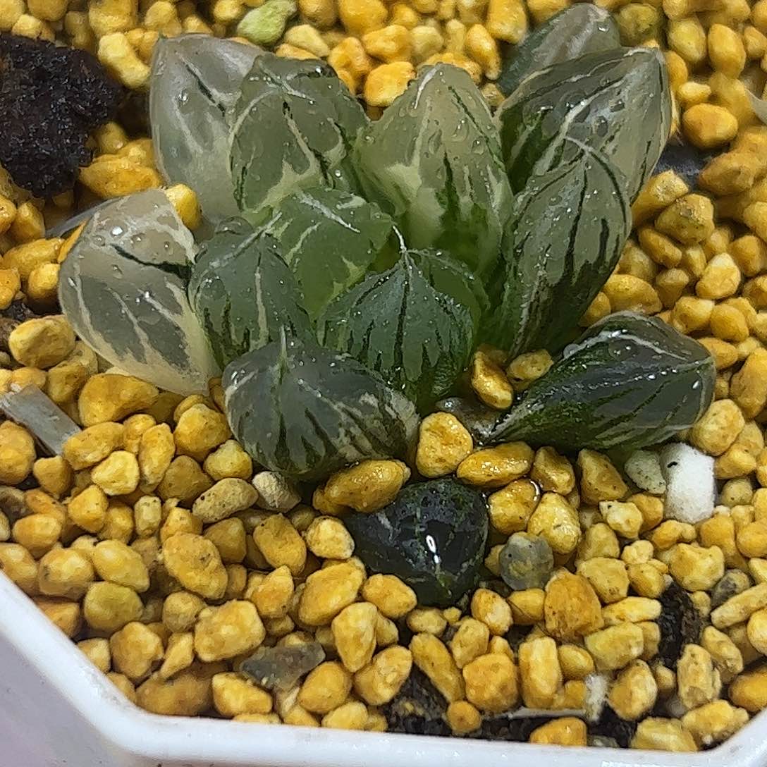 水晶玉露锦十二卷多肉植物