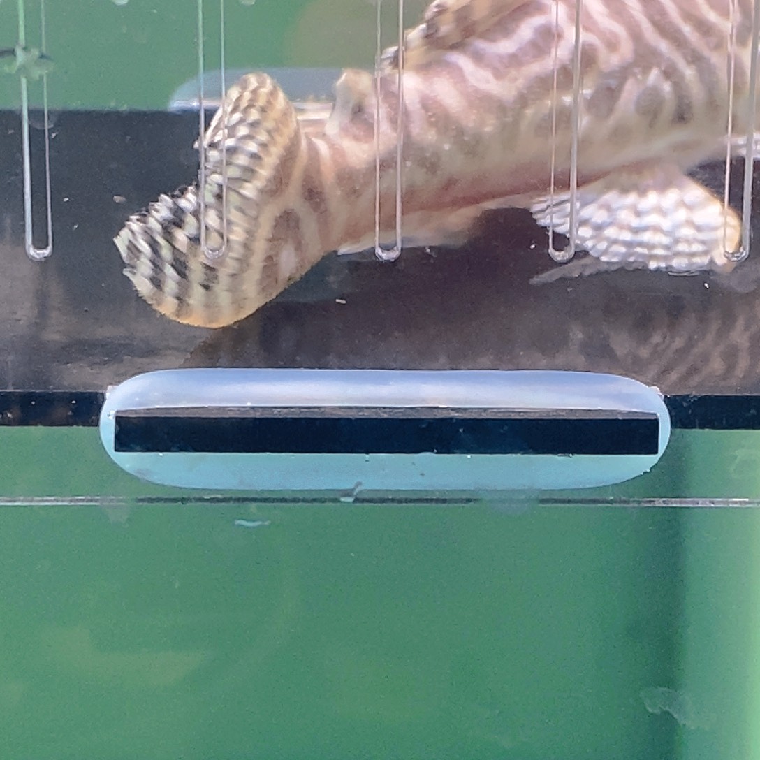 清道夫鱼帝王异型23号