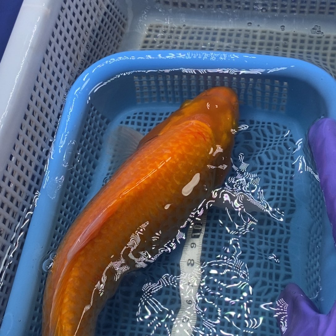 锦鲤冷水锦鲤包邮