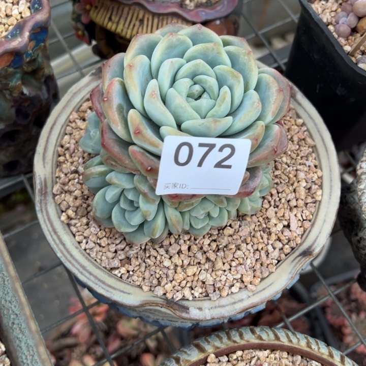 娜***子燃的多肉一物一拍072