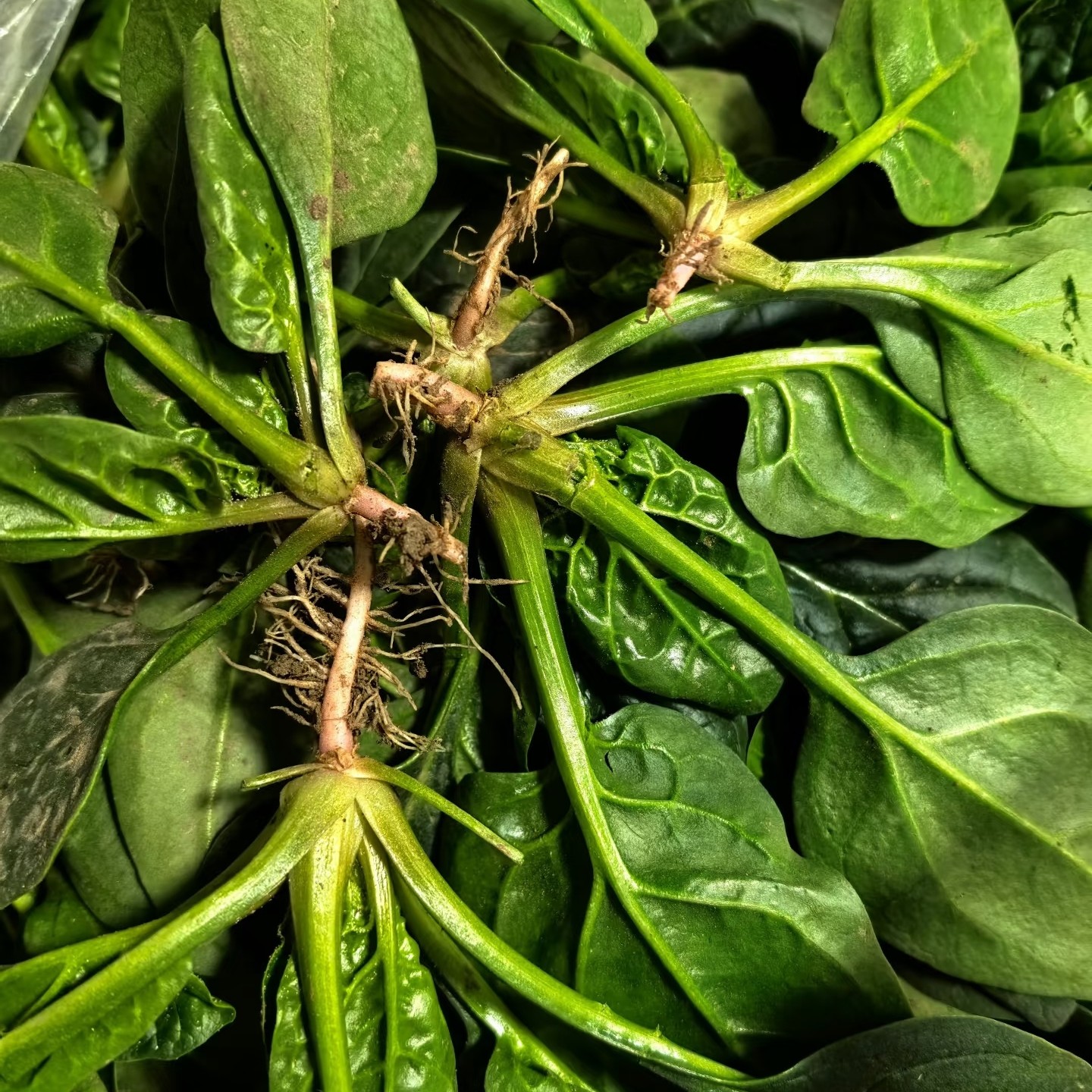【小菠菜单品】农家自种绿色露天八卦洲小菠菜甜清炒青菜